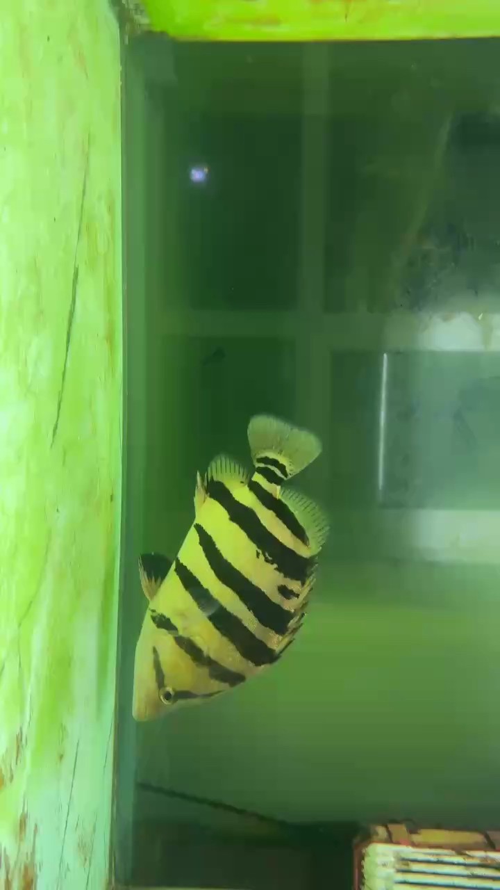 龍魚斗