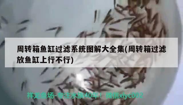 周轉箱魚缸過濾系統圖解大全集(周轉箱過濾放魚缸上行不行) 周轉箱魚缸過濾系統圖解大全集(周轉箱過濾放魚缸上行不行) 金龍魚百科