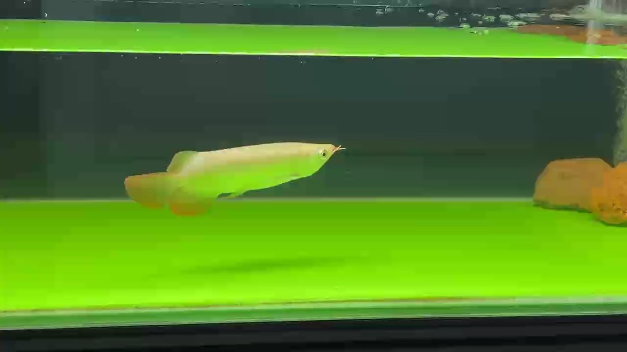 鯊魚仔到家一個星期了，雖然狀態沒有出來，但是今天發現他的眼神有點感覺了！ 鯊魚仔到家一個星期了，雖然狀態沒有出來，但是今天發現他的眼神有點感覺了！ 龍魚論壇