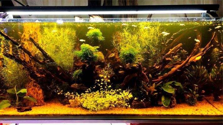 80的魚缸養(yǎng)多少條七彩合適：80厘米的魚缸適合養(yǎng)幾條七彩神仙魚