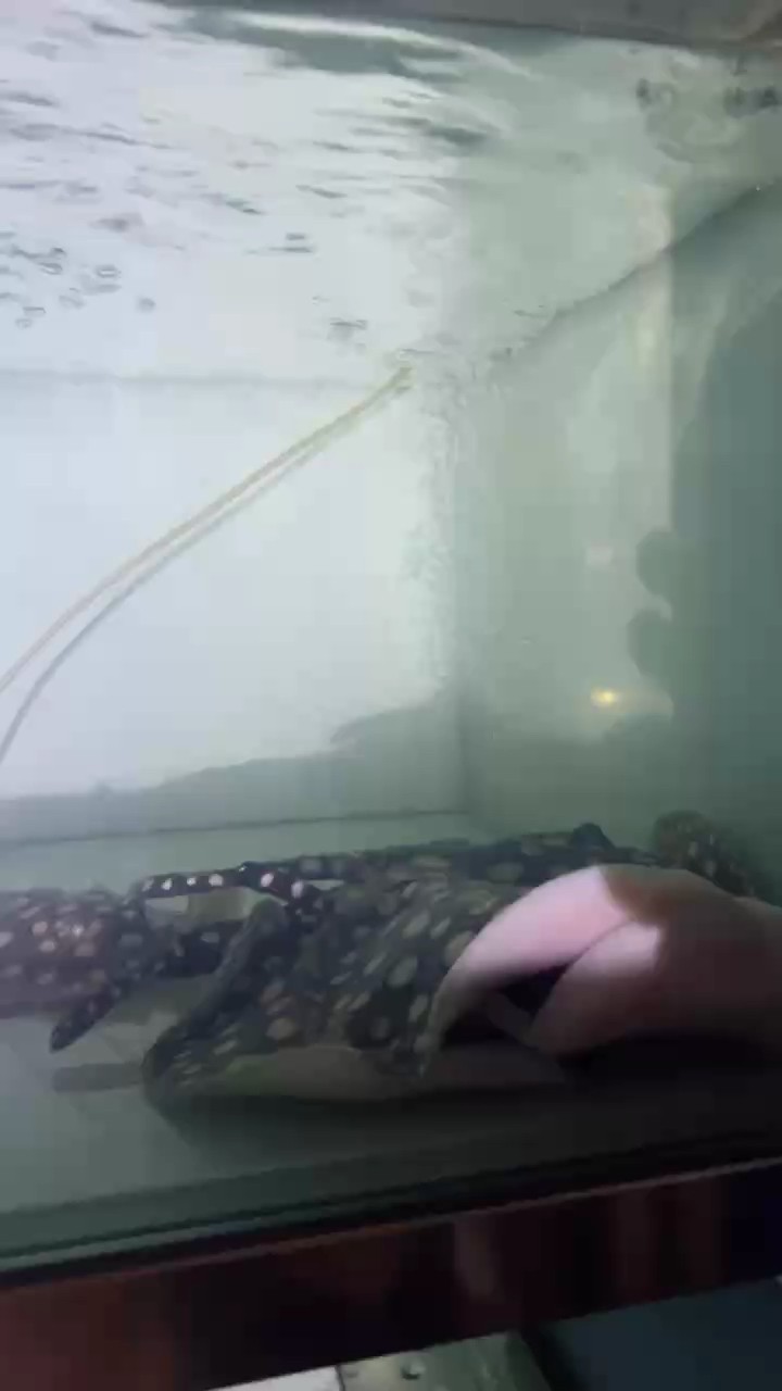 簡單快捷 簡單快捷 龍魚論壇
