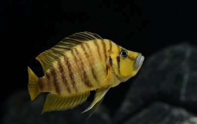 虎魚暗沙能不能退掉：虎魚身上的暗沙有可能退掉嗎？