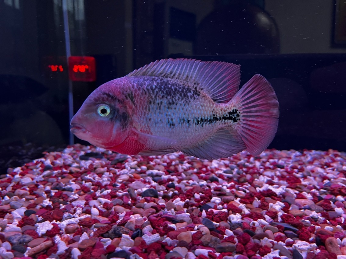 潮牌古典！
快遞5天到家，這恢復速度只能證明魚的基因強大！