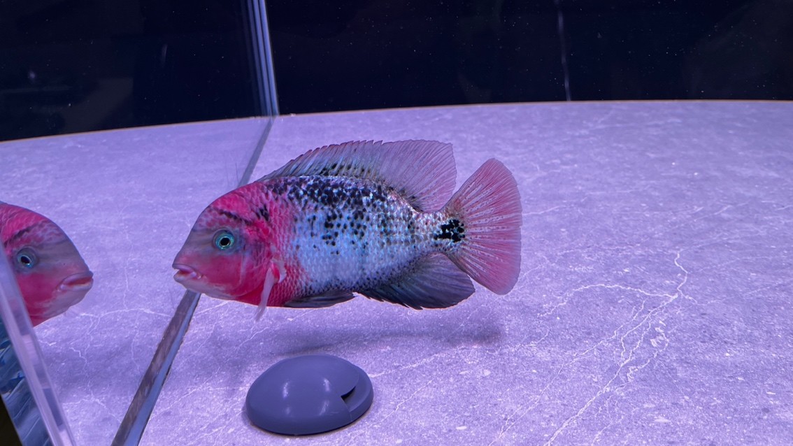 潮牌古典！
快遞5天到家，這恢復速度只能證明魚的基因強大！
