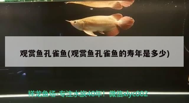 龍魚打架受傷蒙眼的原因有哪些vs祥龍魚場：龍魚打架受傷和蒙眼的原因和治療方法圖片視頻大全集龍魚蒙眼嚴重