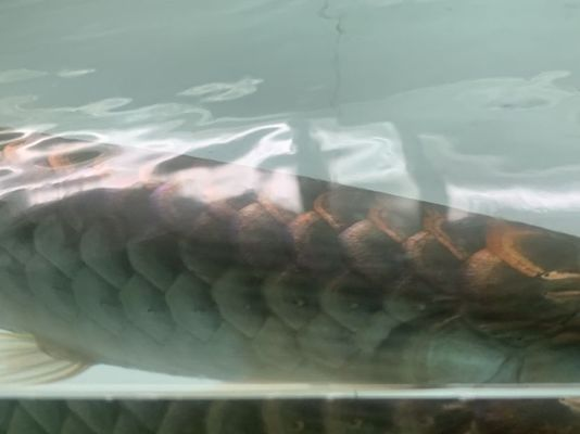 龍魚打架受傷蒙眼的原因有哪些vs祥龍魚場：龍魚打架受傷和蒙眼的原因和治療方法圖片視頻大全集龍魚蒙眼嚴重