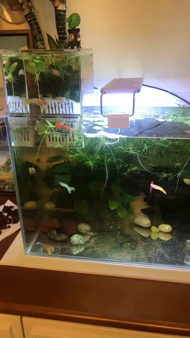 給大魚缸換水的作文:體驗(yàn)給大魚缸換水的樂趣:體驗(yàn)給大魚缸換水:給大魚缸換水的作文 記錄沉木黃水第20天 龍魚論壇 記錄沉木黃水第20天 記錄沉木黃水第20天 龍魚論壇
