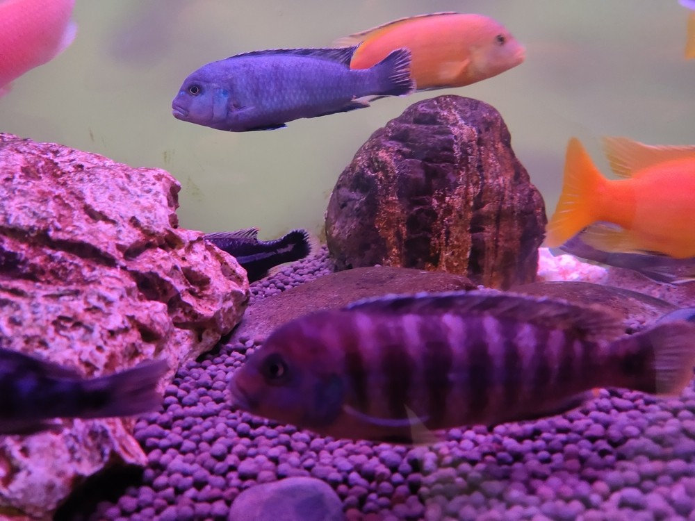 玩了5年的三湖慈鯛，現在準備換金龍啦