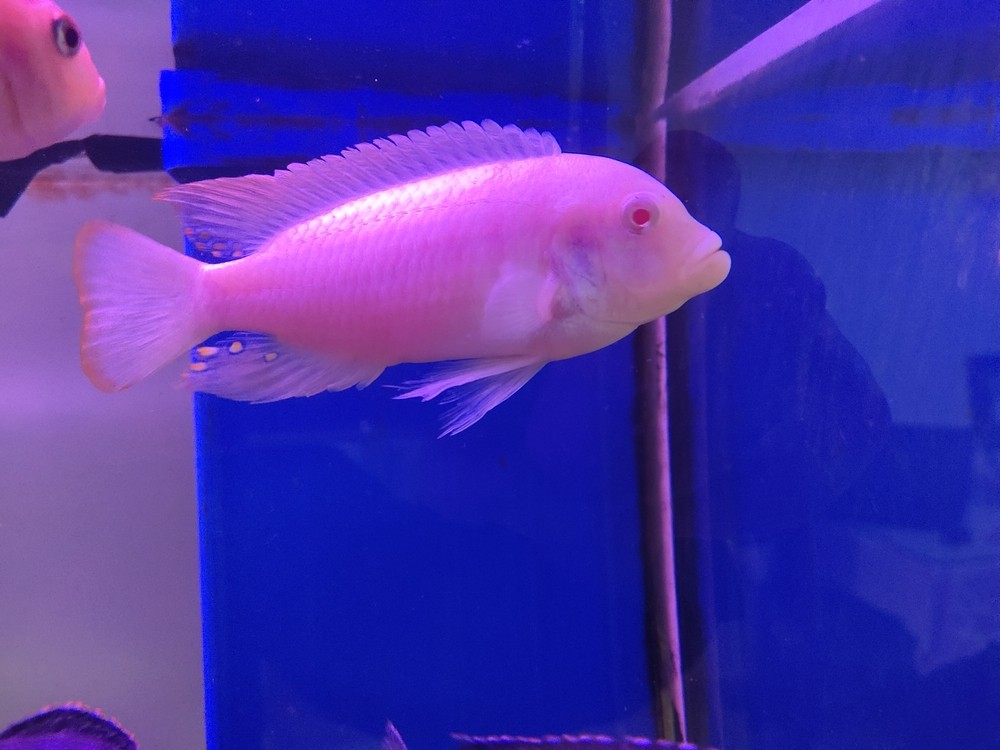 玩了5年的三湖慈鯛，現在準備換金龍啦