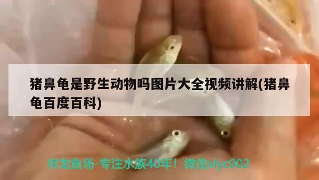 豬鼻龜是野生動物嗎圖片大全視頻講解(豬鼻龜百度百科)