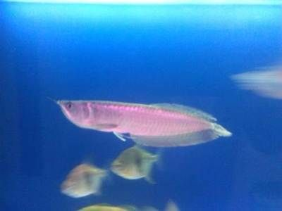 撫順龍魚vs祥龍魚場(撫順龍魚與祥龍魚場有什么區(qū)別?) 全國水族館企業(yè)名錄 第4張 撫順龍魚vs祥龍魚場(撫順龍魚與祥龍魚場有什么區(qū)別?) 撫順龍魚vs祥龍魚場(撫順龍魚與祥龍魚場有什么區(qū)別?) 全國水族館企業(yè)名錄 第4張