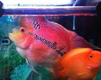 撫順龍魚vs祥龍魚場(撫順龍魚與祥龍魚場有什么區(qū)別?) 全國水族館企業(yè)名錄 第3張 撫順龍魚vs祥龍魚場(撫順龍魚與祥龍魚場有什么區(qū)別?) 撫順龍魚vs祥龍魚場(撫順龍魚與祥龍魚場有什么區(qū)別?) 全國水族館企業(yè)名錄 第3張