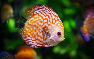 撫順龍魚vs祥龍魚場(撫順龍魚與祥龍魚場有什么區(qū)別?) 全國水族館企業(yè)名錄 第5張 撫順龍魚vs祥龍魚場(撫順龍魚與祥龍魚場有什么區(qū)別?) 撫順龍魚vs祥龍魚場(撫順龍魚與祥龍魚場有什么區(qū)別?) 全國水族館企業(yè)名錄 第5張