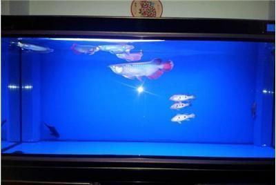 撫順龍魚vs祥龍魚場(撫順龍魚與祥龍魚場有什么區(qū)別?) 全國水族館企業(yè)名錄 第6張 撫順龍魚vs祥龍魚場(撫順龍魚與祥龍魚場有什么區(qū)別?) 撫順龍魚vs祥龍魚場(撫順龍魚與祥龍魚場有什么區(qū)別?) 全國水族館企業(yè)名錄 第6張