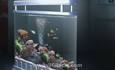 2024年東南方可以放魚缸嗎：2024年東南方不宜放置魚缸等水性裝飾
