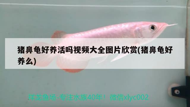豬鼻龜好養活嗎視頻大全圖片欣賞(豬鼻龜好養么)