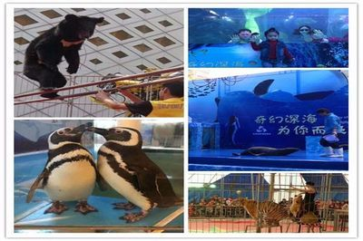 濟寧水族館vs祥龍魚場（探討濟寧水族館與祥龍魚場之間的差異之前需要明確兩者的基本信息）