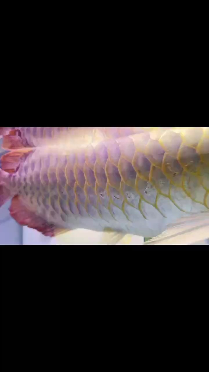 龍魚漂浮，身上線孔增大或多個孔，也不游。
