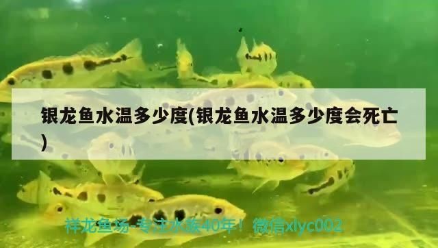 龍魚水溫多少度會死亡vs祥龍魚場：祥龍魚場口碑調查龍魚常見疾病及預防龍魚飼養注意事項