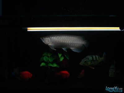 廣州龍魚vs祥龍魚場（廣州龍魚與祥龍魚場的關(guān)系）
