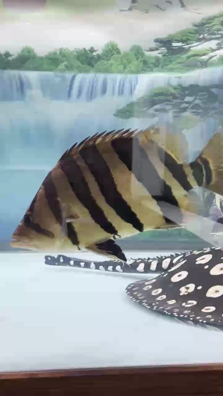 虎魚就得明