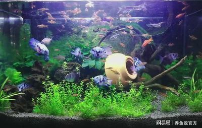 60公分魚缸養多少魚合適啊：60公分魚缸養多少條魚缸養多少條魚缸養多少魚