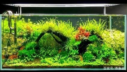60公分魚缸養多少魚合適啊：60公分魚缸養多少條魚缸養多少條魚缸養多少魚