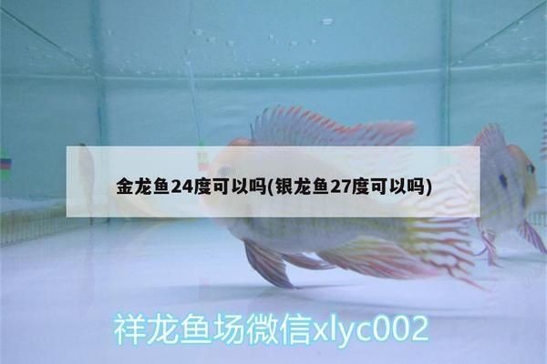 27度養龍魚vs祥龍魚場:27度水溫養龍魚的注意事項,祥龍魚場龍魚價格對比 vs祥龍魚場 第2張 27度養龍魚vs祥龍魚場:27度水溫養龍魚的注意事項,祥龍魚場龍魚價格對比 27度養龍魚vs祥龍魚場:27度水溫養龍魚的注意事項,祥龍魚場龍魚價格對比 vs祥龍魚場 第2張