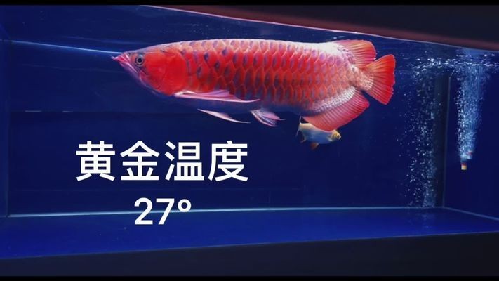 27度養龍魚vs祥龍魚場:27度水溫養龍魚的注意事項,祥龍魚場龍魚價格對比 vs祥龍魚場 第3張 27度養龍魚vs祥龍魚場:27度水溫養龍魚的注意事項,祥龍魚場龍魚價格對比 27度養龍魚vs祥龍魚場:27度水溫養龍魚的注意事項,祥龍魚場龍魚價格對比 vs祥龍魚場 第3張