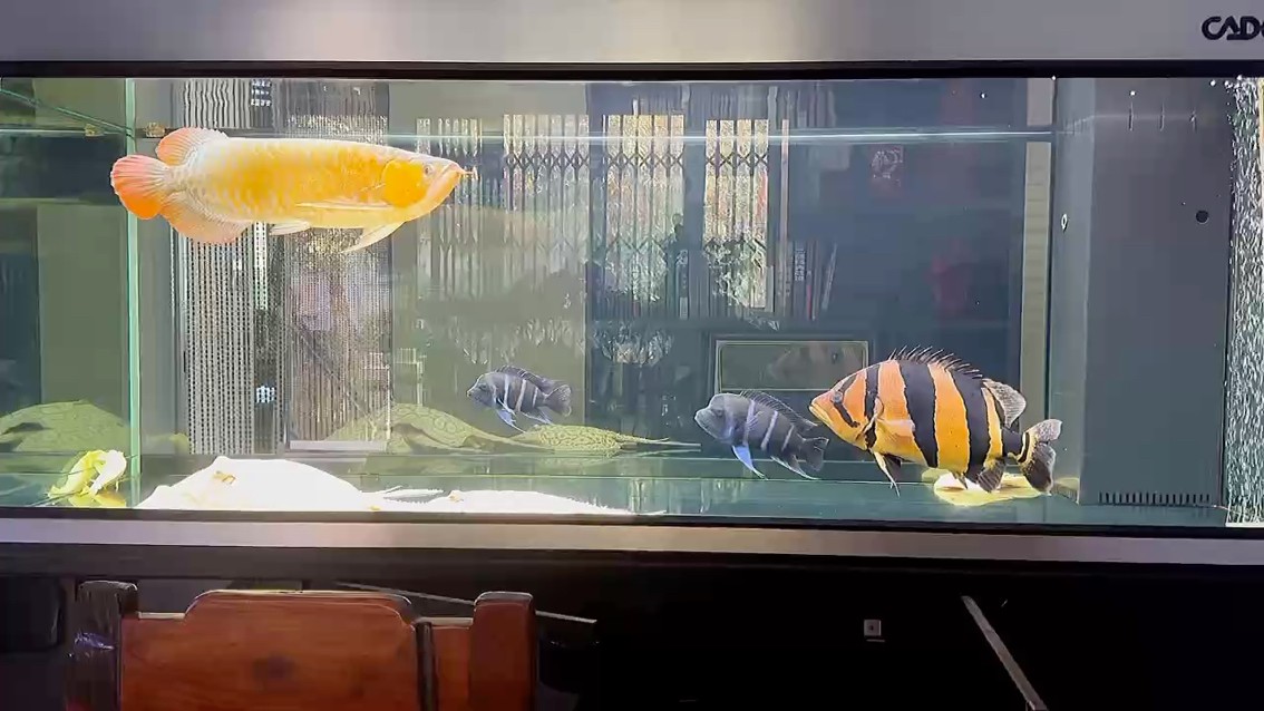 大哥回來了 大哥回來了 龍魚論壇