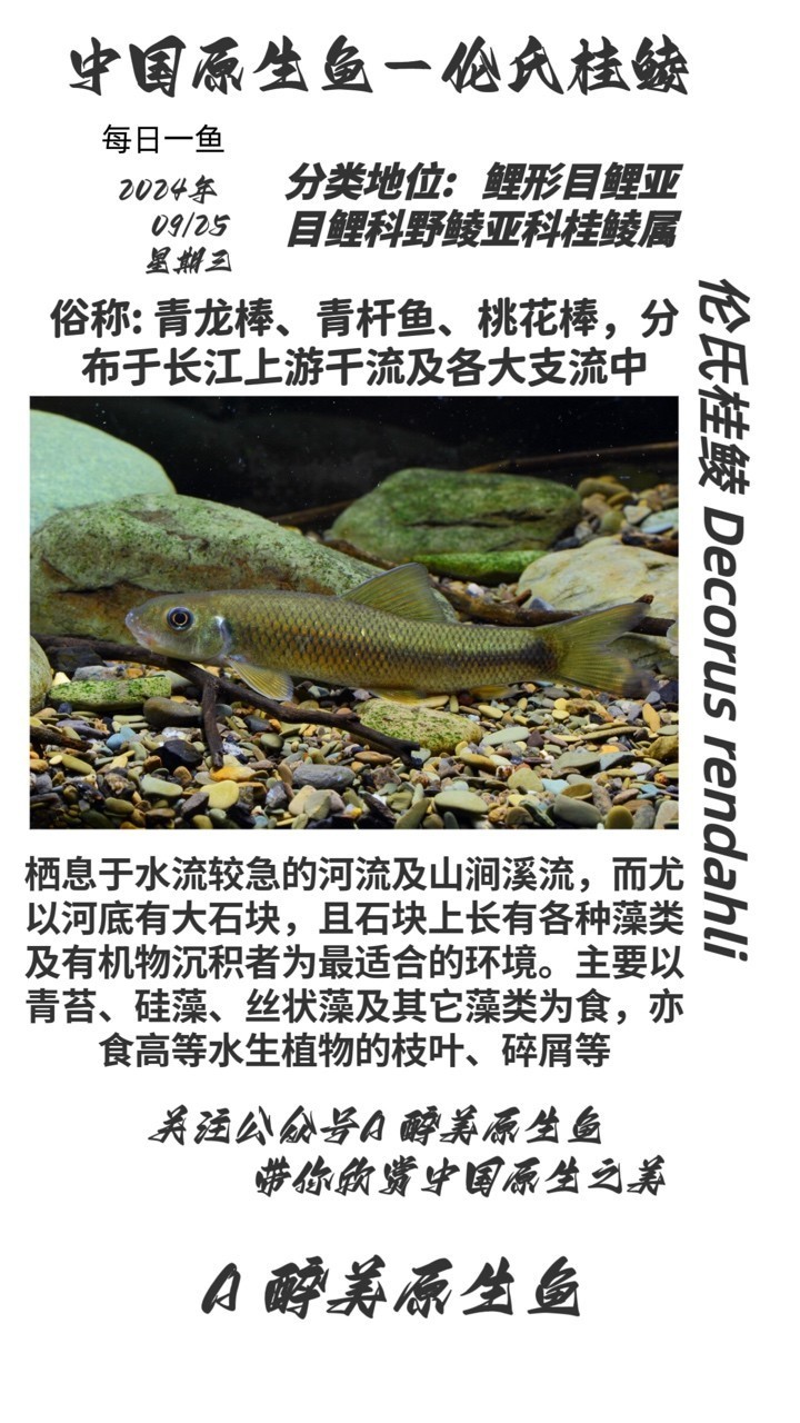 倫氏桂鯪 倫氏桂鯪 龍魚論壇