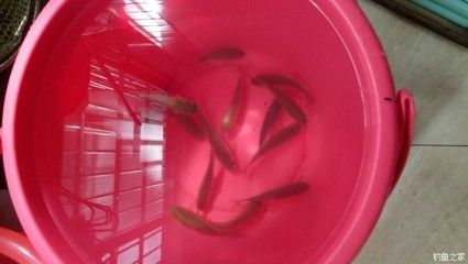 森森小鯉過濾器不出水 森森小鯉過濾器不出水 森森魚缸