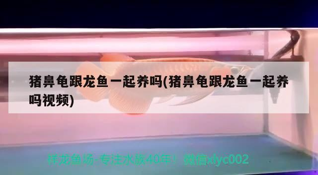 豬鼻龜跟龍魚一起養嗎(豬鼻龜跟龍魚一起養嗎視頻) 豬鼻龜跟龍魚一起養嗎(豬鼻龜跟龍魚一起養嗎視頻) 豬鼻龜百科