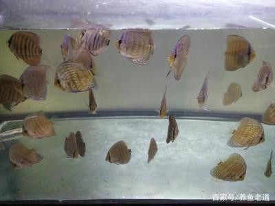 龍魚的溫度是多少合適養殖