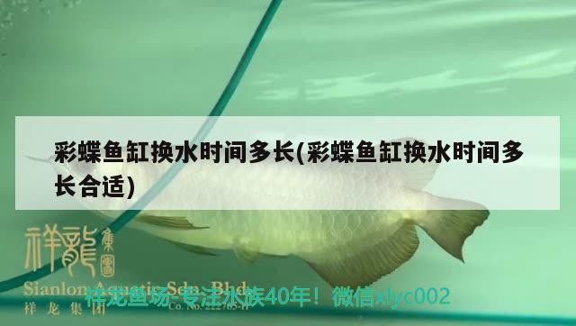 彩蝶魚(yú)缸換水時(shí)間多長(zhǎng)(彩蝶魚(yú)缸換水時(shí)間多長(zhǎng)合適) 彩蝶魚(yú)缸換水時(shí)間多長(zhǎng)(彩蝶魚(yú)缸換水時(shí)間多長(zhǎng)合適) 金龍魚(yú)百科
