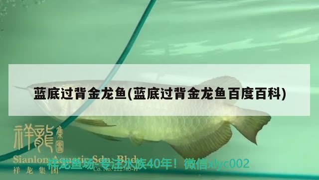 紅龍魚 藍底過背金龍魚(藍底過背金龍魚百度百科) 金龍魚百科 藍底過背金龍魚(藍底過背金龍魚百度百科) 藍底過背金龍魚(藍底過背金龍魚百度百科) 金龍魚百科