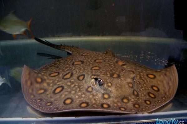 珍珠魟魚可以長(zhǎng)多大：珍珠魟魚生長(zhǎng)潛力的詳細(xì)信息：珍珠魟魚可以長(zhǎng)多大 珍珠魟魚可以長(zhǎng)多大：珍珠魟魚生長(zhǎng)潛力的詳細(xì)信息：珍珠魟魚可以長(zhǎng)多大 魟魚百科 第1張