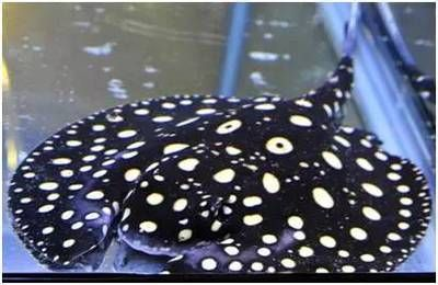 珍珠魟魚可以長(zhǎng)多大：珍珠魟魚生長(zhǎng)潛力的詳細(xì)信息：珍珠魟魚可以長(zhǎng)多大 珍珠魟魚可以長(zhǎng)多大：珍珠魟魚生長(zhǎng)潛力的詳細(xì)信息：珍珠魟魚可以長(zhǎng)多大 魟魚百科 第3張