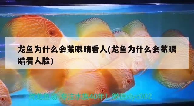 紅龍魚價格(紅龍魚價格多少錢一只)