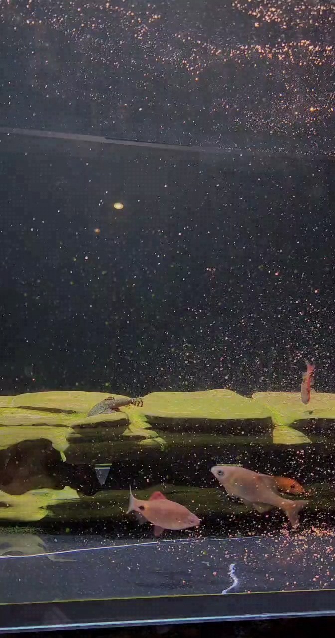 貼膘