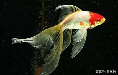 觀賞魚的分類標準是（熱帶海水觀賞魚的世界） 觀賞魚的分類標準是（熱帶海水觀賞魚的世界） iwish愛唯希品牌魚缸 第2張