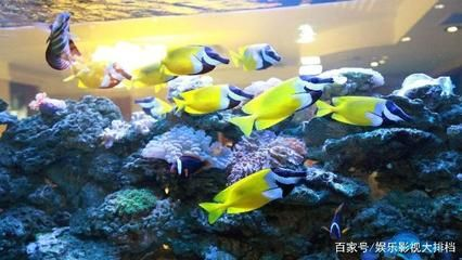 觀賞魚的分類標準是（熱帶海水觀賞魚的世界） 觀賞魚的分類標準是（熱帶海水觀賞魚的世界） iwish愛唯希品牌魚缸 第3張