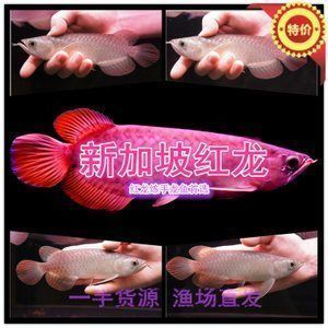龍魚燈用什么顏色的燈好：龍魚燈用什么顏色的燈好看