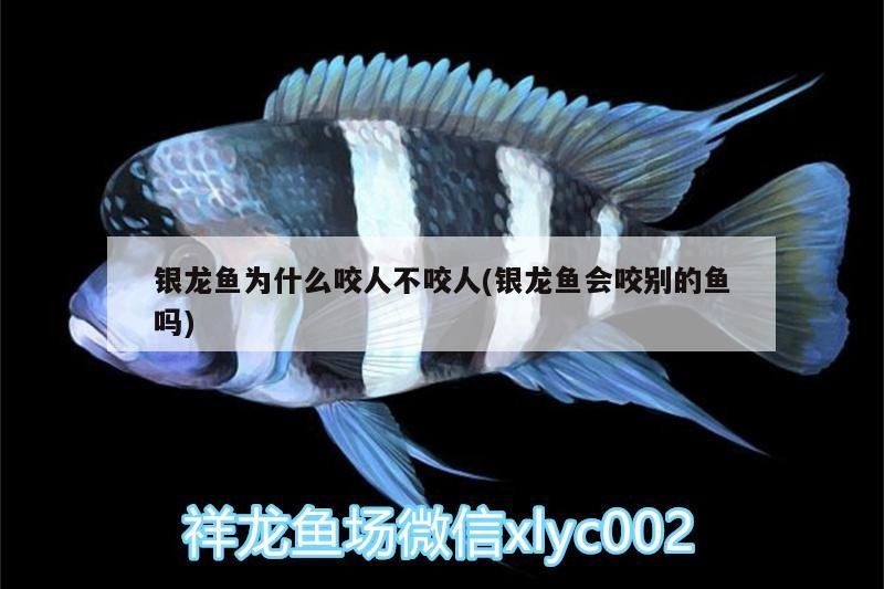 玻璃做魚缸怎么粘才牢固:如何自制玻璃魚缸 銀龍魚為什么咬人不咬人(銀龍魚會咬別的魚嗎) 銀龍魚百科 銀龍魚為什么咬人不咬人(銀龍魚會咬別的魚嗎) 銀龍魚為什么咬人不咬人(銀龍魚會咬別的魚嗎) 銀龍魚百科