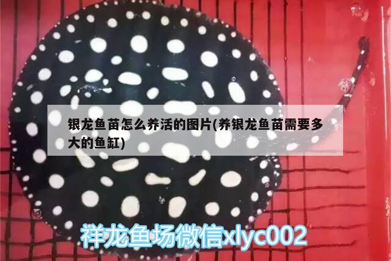 銀龍魚苗怎么養活的圖片(養銀龍魚苗需要多大的魚缸)
