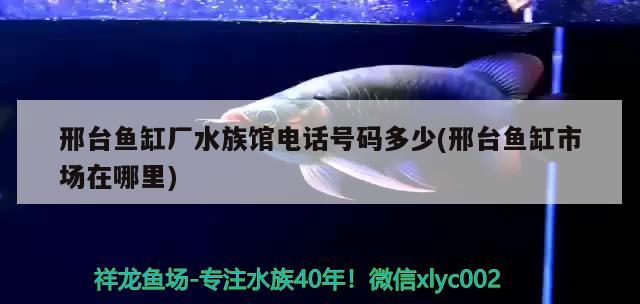 邢臺魚缸廠水族館電話號碼多少(邢臺魚缸市場在哪里) 邢臺魚缸廠水族館電話號碼多少(邢臺魚缸市場在哪里) 金龍魚百科