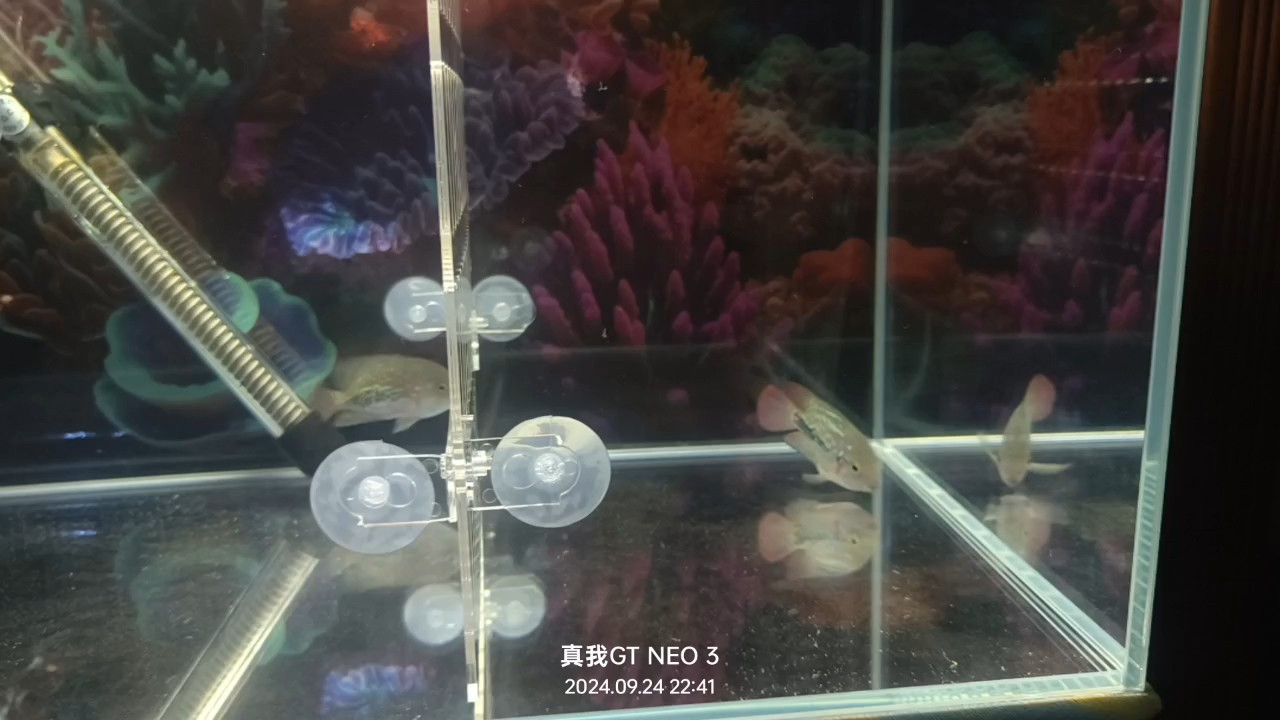 暴風(fēng)雨過后，小魚終于安全到家，歡迎剛住進(jìn)新家第二天的你[zhu]