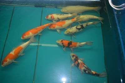 濮陽龍魚vs祥龍魚場(chǎng)（濮陽龍魚批發(fā)市場(chǎng)與祥龍魚場(chǎng)有什么區(qū)別？）