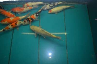 濮陽龍魚vs祥龍魚場(chǎng)（濮陽龍魚批發(fā)市場(chǎng)與祥龍魚場(chǎng)有什么區(qū)別？）
