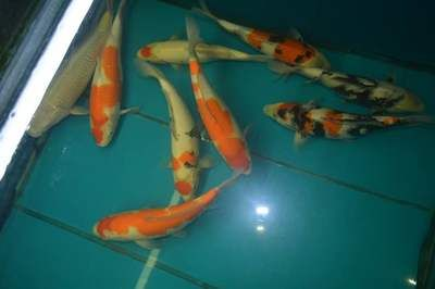 濮陽龍魚vs祥龍魚場(chǎng)（濮陽龍魚批發(fā)市場(chǎng)與祥龍魚場(chǎng)有什么區(qū)別？）